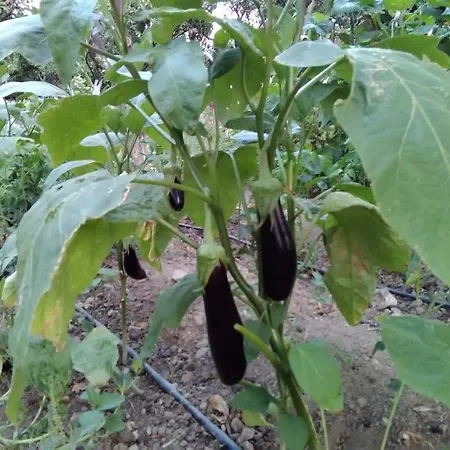 Nazar Apart דירה